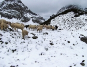 Schafschoad Seeben Alm 2013 – Grünsteinscharte im Schnee