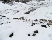 Schafschoad Seeben Alm 2013 – Grünsteinscharte im Schnee