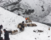 Schafschoad Seeben Alm 2013 – Grünsteinscharte im Schnee
