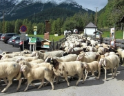 Schafschoad Seeben Alm 2013 – Grünsteinscharte im Schnee