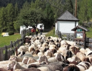 Schafschoad Seeben Alm 2013 – Grünsteinscharte im Schnee