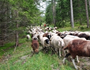 Schafschoad Seeben Alm 2013 – Grünsteinscharte im Schnee