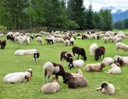 Schafschoad Seeben Alm 2013 – Grünsteinscharte im Schnee