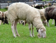 Schafschoad Seeben Alm 2013 – Grünsteinscharte im Schnee
