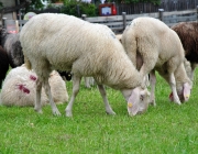 Schafschoad Seeben Alm 2013 – Grünsteinscharte im Schnee