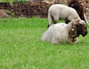 Schafschoad Seeben Alm 2013 – Grünsteinscharte im Schnee