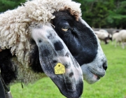 Schafschoad Seeben Alm 2013 – Grünsteinscharte im Schnee