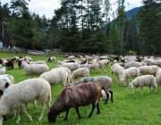 Schafschoad Seeben Alm 2013 – Grünsteinscharte im Schnee