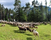 Schafschoad Seeben Alm 2013 – Grünsteinscharte im Schnee