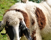 Schafschoad Seeben Alm 2013 – Grünsteinscharte im Schnee