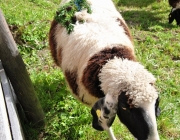 Schafschoad Seeben Alm 2013 – Grünsteinscharte im Schnee