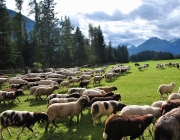 Schafschoad Seeben Alm 2013 – Grünsteinscharte im Schnee