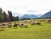 Schafschoad Seeben Alm 2013 – Grünsteinscharte im Schnee