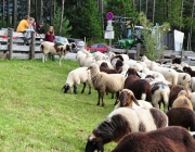 Schafschoad Seeben Alm 2013 – Grünsteinscharte im Schnee