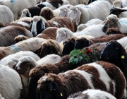 Schafschoad Seeben Alm 2013 – Grünsteinscharte im Schnee