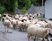 Schafschoad Seeben Alm 2013 – Grünsteinscharte im Schnee