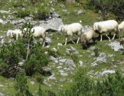 Schafschoad 2010 - Seeben Alm/Untermieming