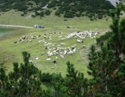 Schafschoad 2010 - Seeben Alm/Untermieming