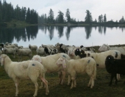 Schafschoad 2010 - Seeben Alm/Untermieming