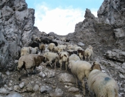 Schafschoad 2010 - Seeben Alm/Untermieming