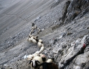 Schafschoad 2010 - Seeben Alm/Untermieming