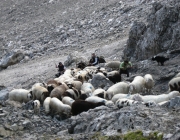 Schafschoad 2010 - Seeben Alm/Untermieming