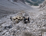 Schafschoad 2010 - Seeben Alm/Untermieming