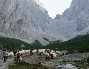 Schafschoad 2010 - Seeben Alm/Untermieming