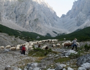 Schafschoad 2010 - Seeben Alm/Untermieming