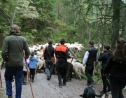 Schafschoad 2010 - Seeben Alm/Untermieming