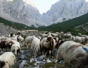 Schafschoad 2010 - Seeben Alm/Untermieming