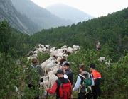 Schafschoad 2010 - Seeben Alm/Untermieming