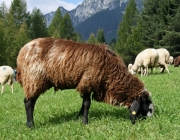 Schafschoad 2010 - Seeben Alm/Untermieming