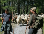 Schafschoad 2010 - Seeben Alm/Untermieming