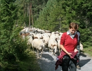 Schafschoad 2010 - Seeben Alm/Untermieming