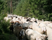 Schafschoad 2010 - Seeben Alm/Untermieming