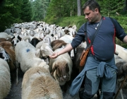 Schafschoad 2010 - Seeben Alm/Untermieming