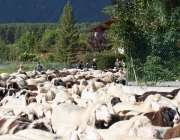 Schafschoad 2010 - Seeben Alm/Untermieming