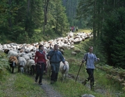 Schafschoad 2010 - Seeben Alm/Untermieming
