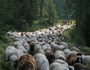 Schafschoad 2010 - Seeben Alm/Untermieming