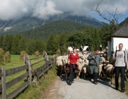 Schafschoad 2010 - Seeben Alm/Untermieming