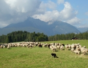 Schafschoad 2010 - Seeben Alm/Untermieming