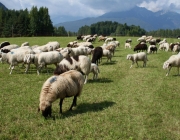 Schafschoad 2010 - Seeben Alm/Untermieming