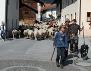 Schafschoad 2010 - Seeben Alm/Untermieming