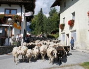 Schafschoad 2010 - Seeben Alm/Untermieming