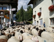 Schafschoad 2010 - Seeben Alm/Untermieming