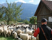 Schafschoad 2010 - Seeben Alm/Untermieming