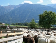 Schafschoad 2010 - Seeben Alm/Untermieming