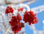 Schneekristalle am Stöttlbach