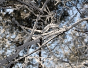 Schneekristalle am Stöttlbach